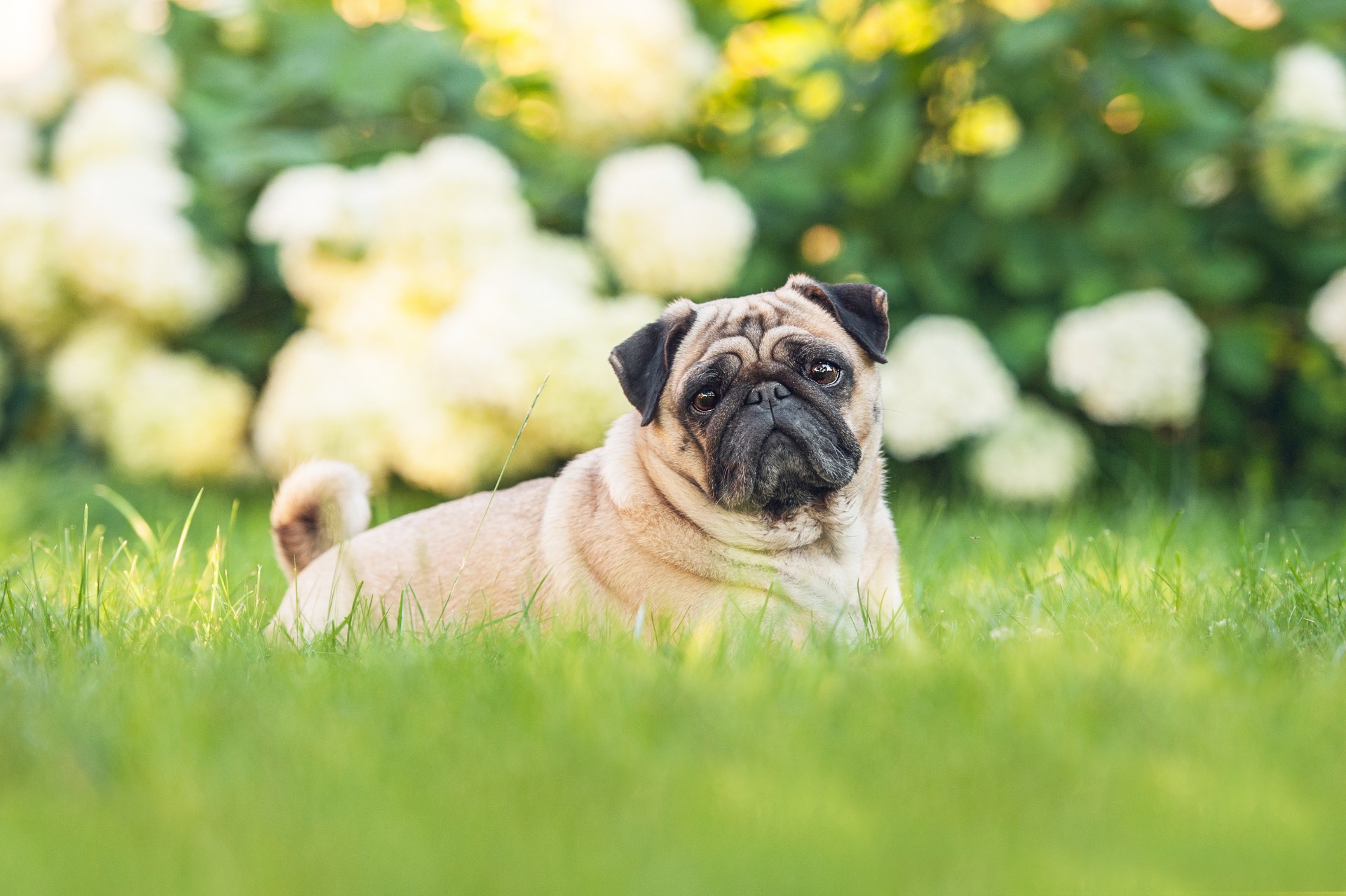 Pug Breed Guide | Pet Insurance Review